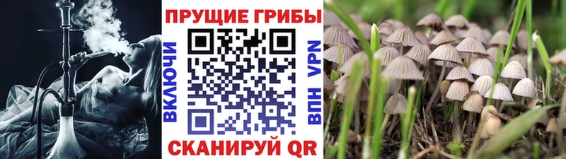 купить  цена  маркетплейс официальный сайт  Галлюциногенные грибы Psilocybine cubensis  Гагарин 